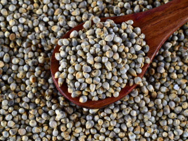 Premium Pearl Millet Bajra Exporter and Supplier from India