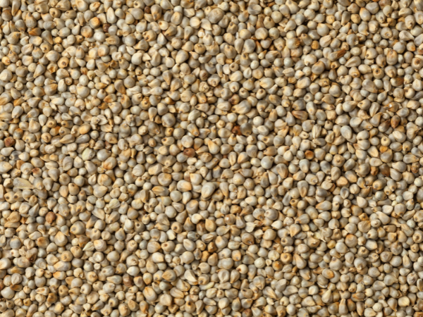 Premium Pearl Millet Bajra Export Grade from Maharashtra India - Vanyom Export