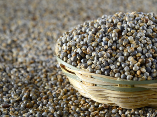 Cleaned and Machine Sorted Pearl Millet Bajra